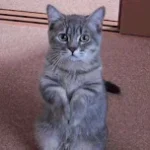 fe763c2b34d8e9a25af5e17e8c15a987_w200